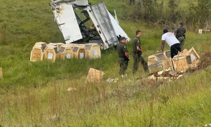 VIDEO/ Aksidentohet kamioni me majmunë në Misisipi, dyshime se janë të infektuar