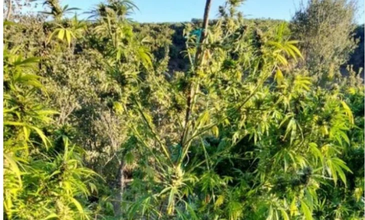 VIDEO + FOTO/ Oficerët e policisë zbulojnë një plantacion me 1,650 fidanë kanabisi në një zonë të Janinës