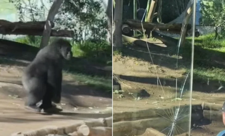 Video/ Gorilla vrapon dhe thyen barrierën prej xhami në kafazin e tij në Kopshtin Zoologjik të San Diegos