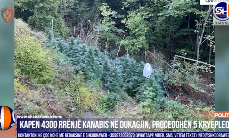 VIDEO – Kapen rreth 4300 rrënjë kanabis sativa në Dukagjin, procedohen penalisht 5 kryetarë fshatrash