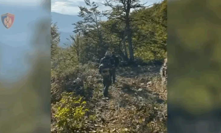 Zbulohen mbi 4 mijë bimë narkotike në Shkodër, procedohen penalisht 5 kryetarë fshatrash