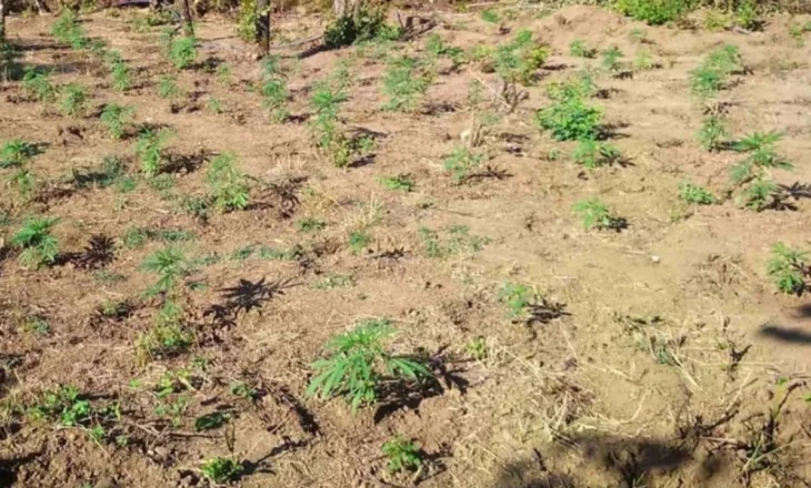 Zbulohet plantacioni me marijuanë pranë kufirit greko-shqiptar, sekuestrohen fidanët