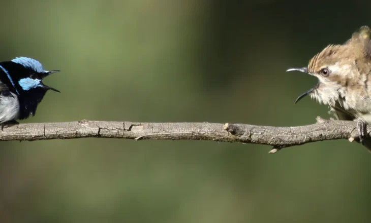 Zogjtë në mbarë botën përdorin të njëjtin tingull për të paralajmëruar rrezikun