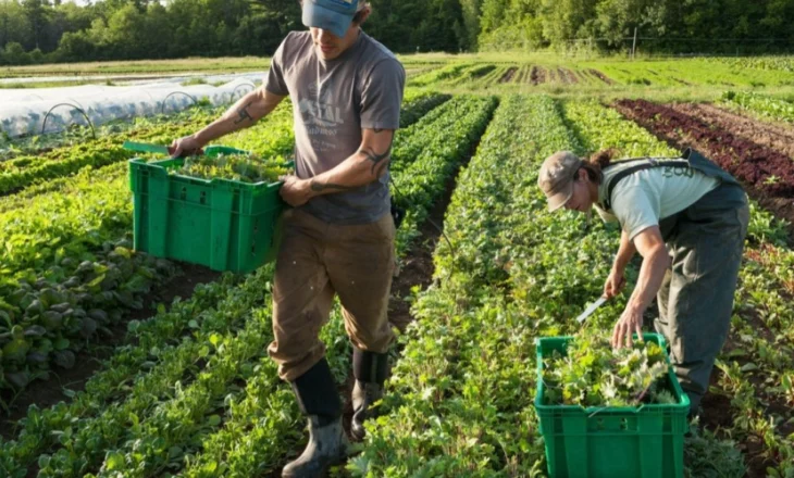 110 mijë fermerë me NIPT, do të përfitojnë kompensim 10% të TVSH-së çdo gjashtë muaj