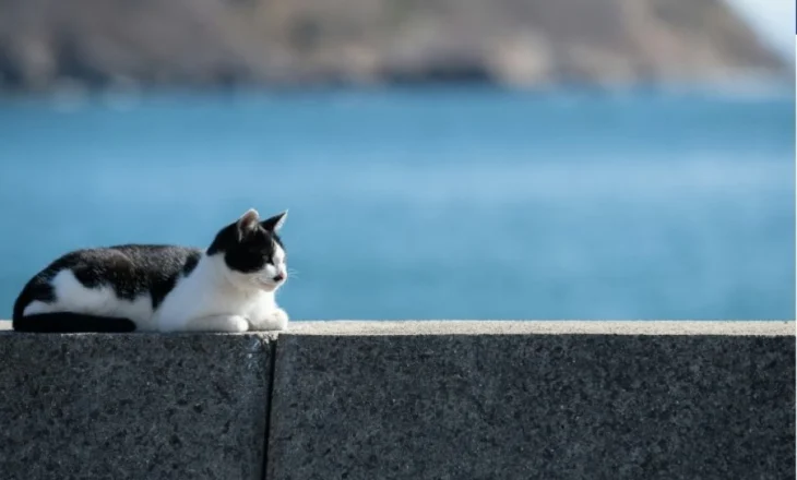 131 mace të egra u larguan nga ishulli: Ajo që ndodhi më pas i habiti edhe shkencëtarët