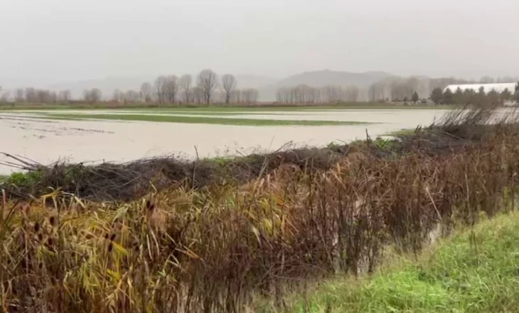 15 hektarë nën ujë, reshjet përmbysin sipërfaqe të mëdha bujqësore në qarkun e Korçës