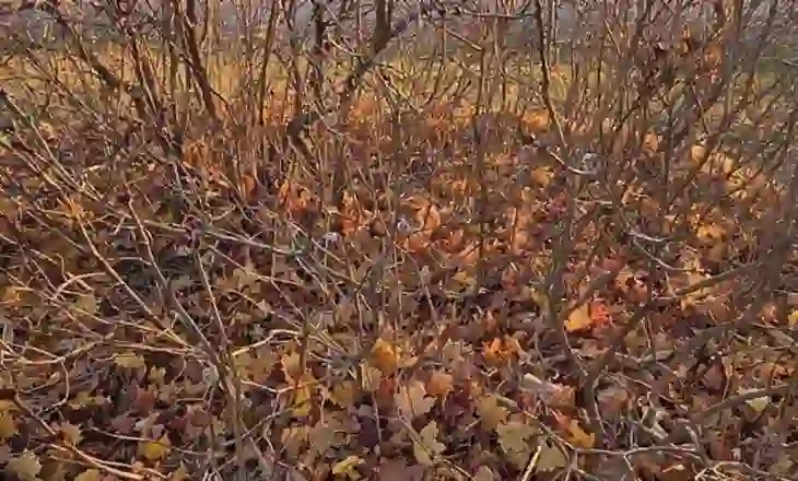 A mund ta gjeni macen në mesin e mijëra gjetheve që kanë rënë nga pemët?