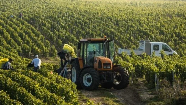 Abuzime me skemën e mbështetjes për fermerët, pezullohen 2 inspektorë të AZHBR-së dhe 6 veterinerë