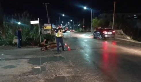 Aksident në Lushnje, drejtuesja e mjetit godet një tufë me bagëti