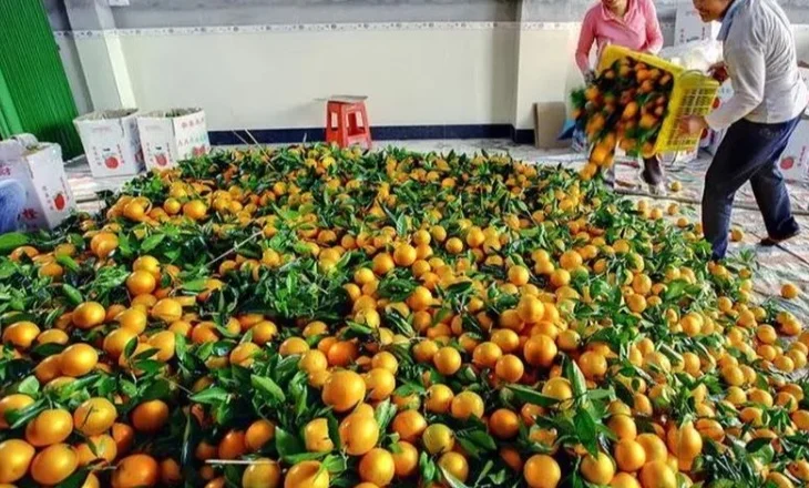 Alarm ushqimor/ 700kg mandarina të kontaminuara shpërndahen në Tiranë, ‘dorëzohet’ AKU, produkti nuk ka origjinë