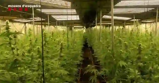 Banda shqiptare dhe një spanjoll, para gjykatës për kultivimin e kanabisit në Katalonjë