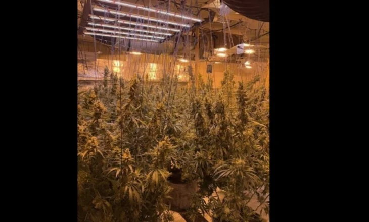 Belgjika mbushet me kanabis nga shqiptarët/ Arrestohet 30-vjeçarja, ngriti ‘shtëpi bari’ profesionale