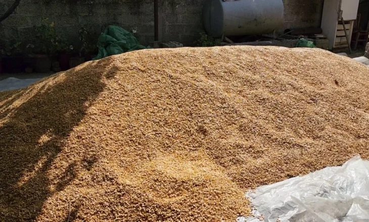 Bllokohen 420 ton misër në Han i Hotit, dyshohet se përmban toksina kancerogjene, rrezik për kafshët dhe njerëzit