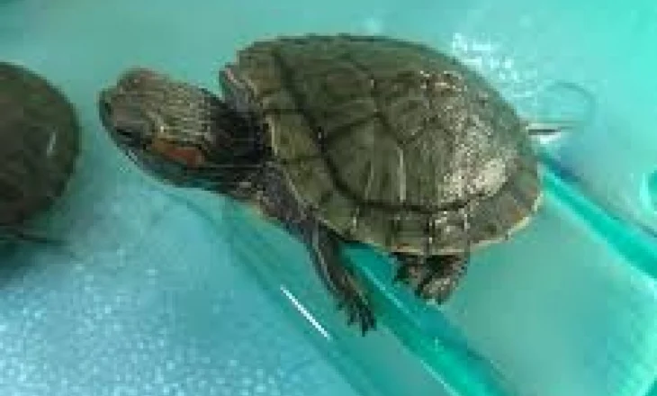 Breshkat mund ta ndiejnë fushën magnetike të tokës. Disa edhe vallëzojnë kur e ndiejnë