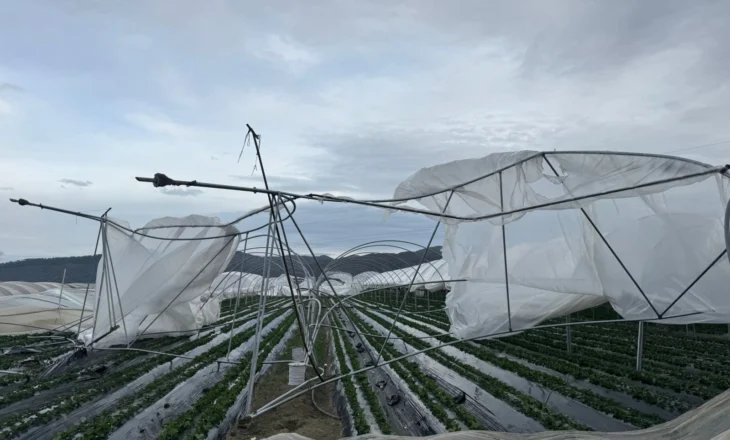 Cakran – 1.2 hektarë sera me luleshtrydhe të dëmtuara nga moti i keq në Buzmadh, fermerët kërkojnë ndihmë nga institucionet