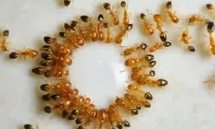 Çfarë është spiralja e vdekjes së milingonave?