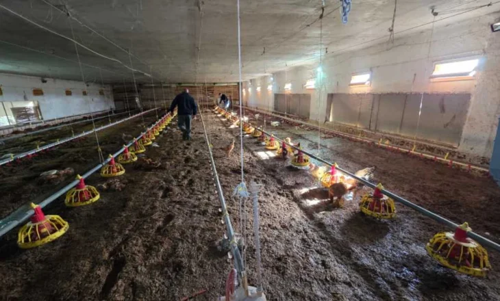 “Dua dëmshpërblim”/ Përmbytet ferma në Maliq, pronari: Më janë mbytur 700 pula, bashkia neglizhon pastrimin e kanalit