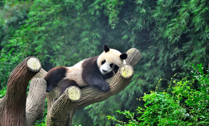 Dyfishohet popullsia e pandave gjigande në dekadën e fundit