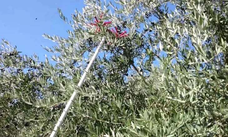 E rëndë në Berat, 43-vjeçari po mblidhte ullinjtë, bie nga pema dhe gjen vdekjen