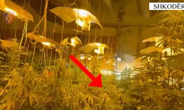 Emrat/ Aksioni kundër kultivimit të bimëve narkotike në ambientet e mbyllura, bien në pranga tre persona në Shkodër