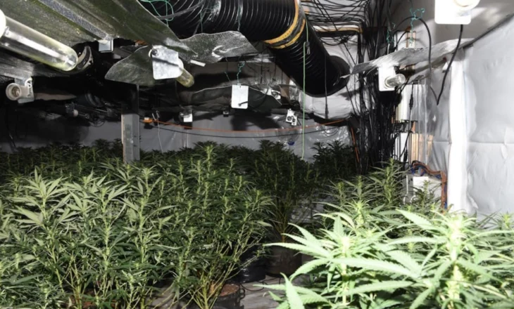 Emrat dhe fotot/ Policia angleze u ‘korr’ para kohe 230 rrënjë kanabis 4 shqiptarëve