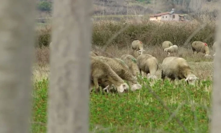 EMRAT/ Prokuroria zbulon skemën korruptive të AZHBR në Korçë, si u merrnin nga 500 mijë lekë inspektorët fermerëve për t’i kualifikuar në subvencione