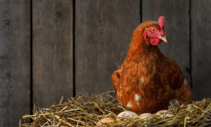 Fermat gjermane nuk mund të përmbushin kërkesën rekord për vezë