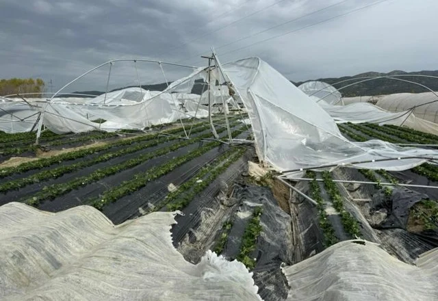 Fermerët në humbje të mëdha/ Stuhia shkatërron 1,2 ha serra në qytetin e Fierit, situata bie në vesh të shurdhër