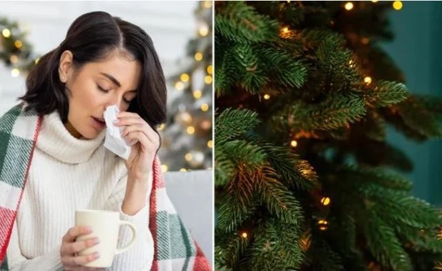 Festat e dhjetorit dhe alergjitë/ Si pemët dhe dekorimet mund të përkeqësojnë simptomat