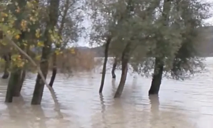 Fier – Prurjet e Vjosës arrijnë nivel kritik në Kashisht, rrezikohen tokat bujqësore dhe banesat pranë lumit