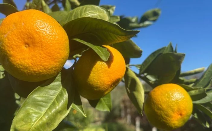 ‘Fillon lufta me mandarinat dhe portokajt’/ Gazetari thumbon panikun për pesticidet