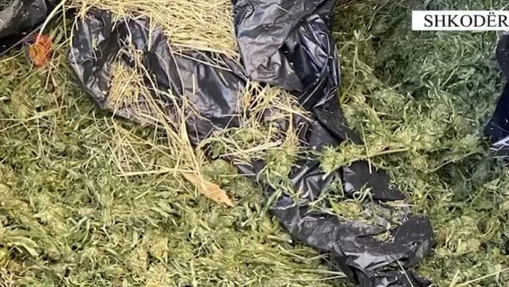 Goditet grupi i drogës në Shkodër, 6 të arrestuar (EMRAT)