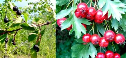 Ja cili është sekreti për zemrën e fortë dhe jetëgjatësinë