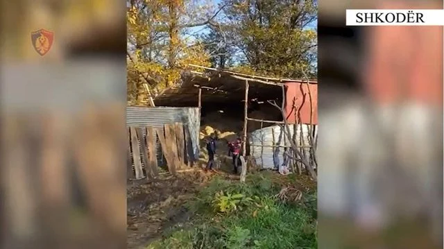 Kanabis në banesë, kapet 36-vjeçari organizator dhe 6 punonjëset e tij