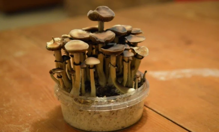 Kërpudhat haluçinogjene mund të ndihmojnë në trajtimin e alkoolizmit