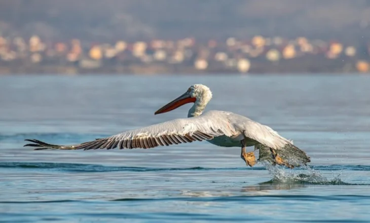 Kolonia më e madhe në botë e Pelikanit Dalmat/ Shpëtimi i Liqenit të Prespës përmes aktivizmit ndërkufitar