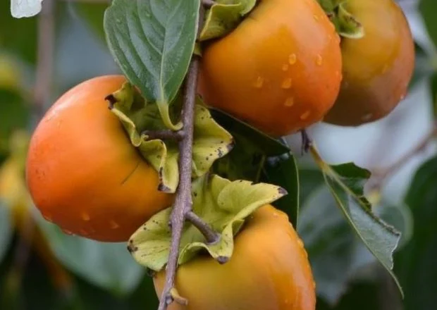 Konsiderohen ‘Ushqimi i Perëndive’, ja pse duhet t’i konsumoni sa më shpesh hurmat