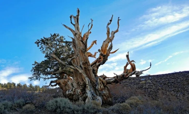 Ku është pema më e vjetër në botë? Vendndodhja e saj ishte një sekret i ruajtur me kujdes për vite me radhë.