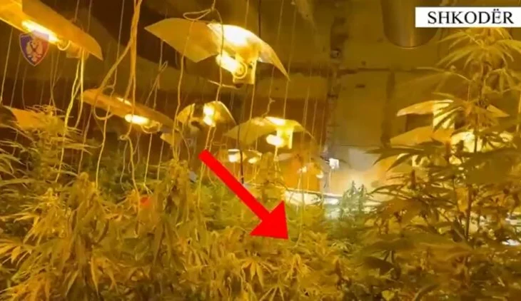 Kultivimi i bimëve narkotike në ambientet e mbyllura, pranga tre personave në Shkodër