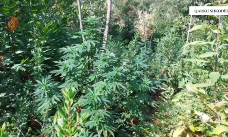 Kultivoi mbi 2200 bimë kanabisi në Shkodër, arrestohet 49-vjeçari në Shkodër (Emri)