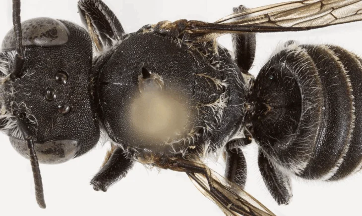 “Lucifer”, biologët zbulojnë një lloj të re blete në Australi