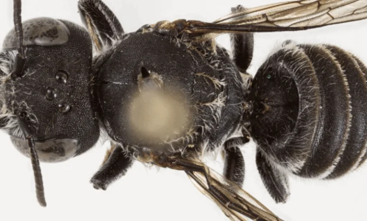 ‘Lucifer’, zbulohet një specie e re blete në Australi