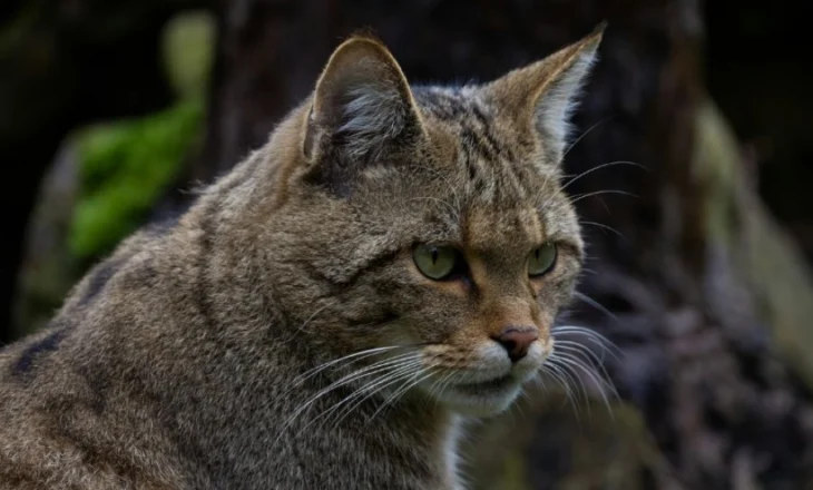 Macet e egra evropiane rikthehen në habitatin e tyre të vjetër pas më shumë se një shekulli