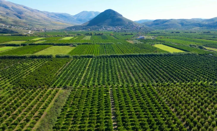 Mandarinat e Konispolit mbeten në degë, fermerët me sytë nga Zoti dhe Qeveria – VIDEO
