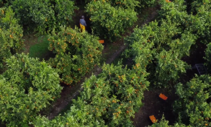 “Mandarinat i kemi të pastra”, fermerët e Xarrës në Sarandë janë dëmtuar nga lajmet për pesticidet në agrume
