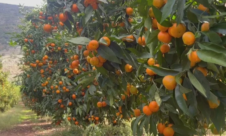 Mandarinat me pesticide? Fermerët e Xarës kryejnë analizat: Ne jemi të pastër