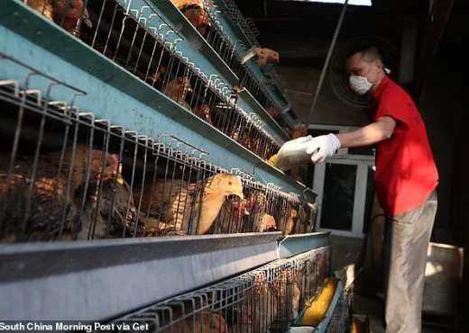 Masa ekstreme pas shpërthimit të epidemisë së gripit të shpendëve