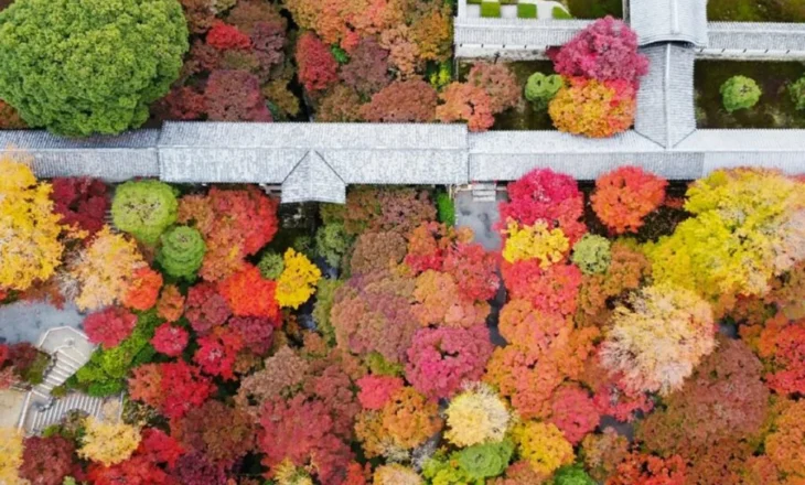 Misteri i vjeshtës/ Pse gjethet ndryshojnë ngjyrë?