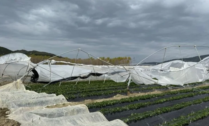 Moti i keq/ Dëmtohen 1.2 ha sera me luleshtrydhe, fermerët apel për ndihmë