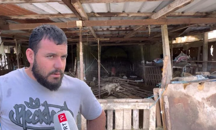 Moti i keq në Sarandë/ Fermeri: Stalla e bagëtive u përmbyt, 223 krerë të ngordhur, shteti të na ndihmojë